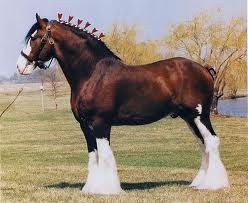 clydesdale.jpg